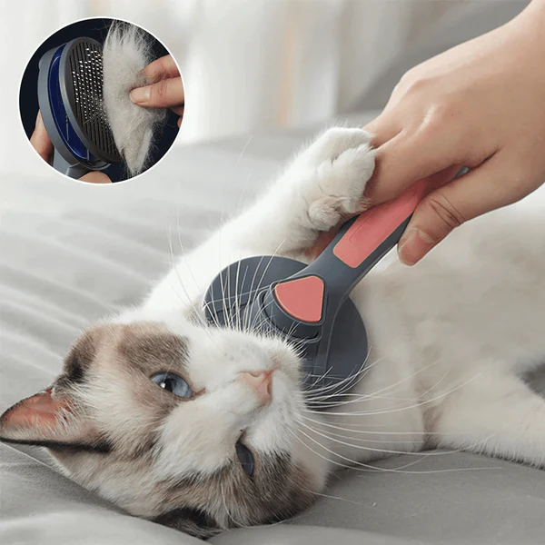 Escova para Gatos + Whiskas (Brinde)!
